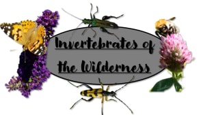 Invertebrates of the Wilderness (Date Subject to Weather)