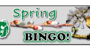 Spring Bingo... Springo?