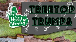 Treetop Trumps