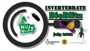 Wild Warley Invertebrate Bio-Blitz 